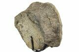 Fossil Sauropod Vertebra Section with Metal Stand - Colorado #339946-2